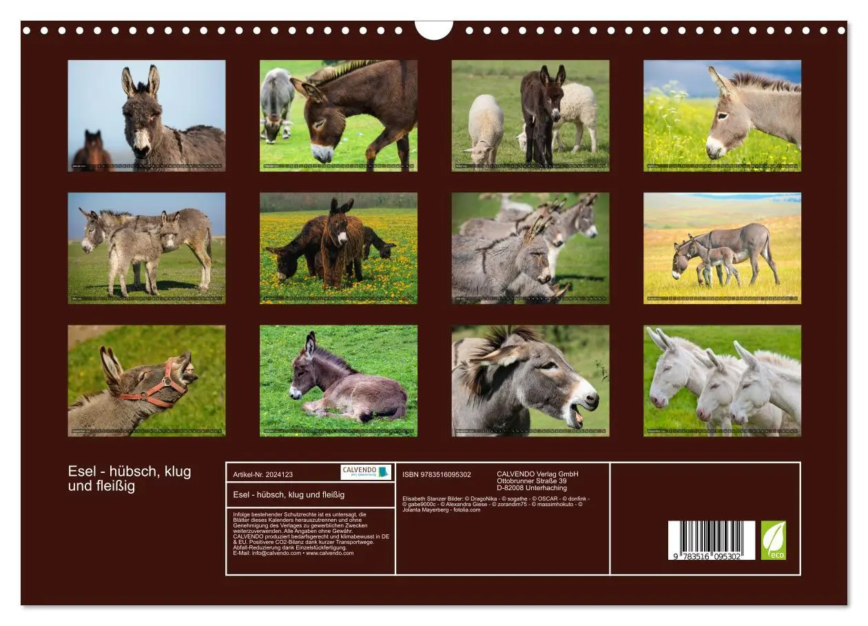 Bild: 9783516095302 | Esel - hübsch, klug und fleißig (Wandkalender 2026 DIN A3 quer),...