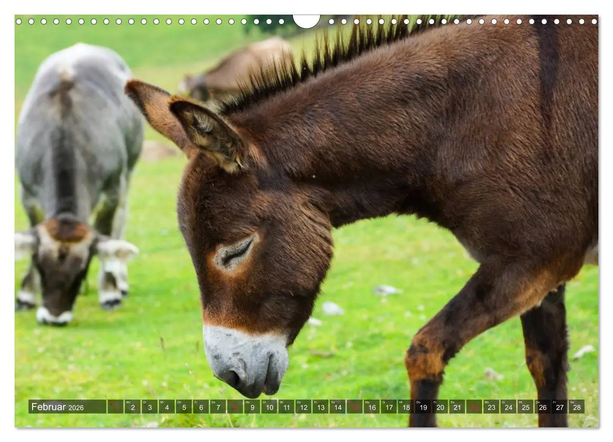 Bild: 9783516095302 | Esel - hübsch, klug und fleißig (Wandkalender 2026 DIN A3 quer),...