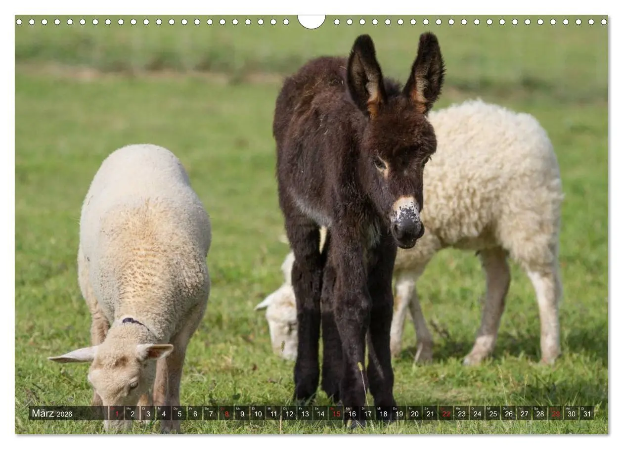 Bild: 9783516095302 | Esel - hübsch, klug und fleißig (Wandkalender 2026 DIN A3 quer),...