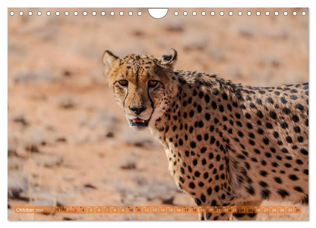 Bild: 9783516235302 | Das südliche Afrika 2026 (Wandkalender 2026 DIN A4 quer), CALVENDO...
