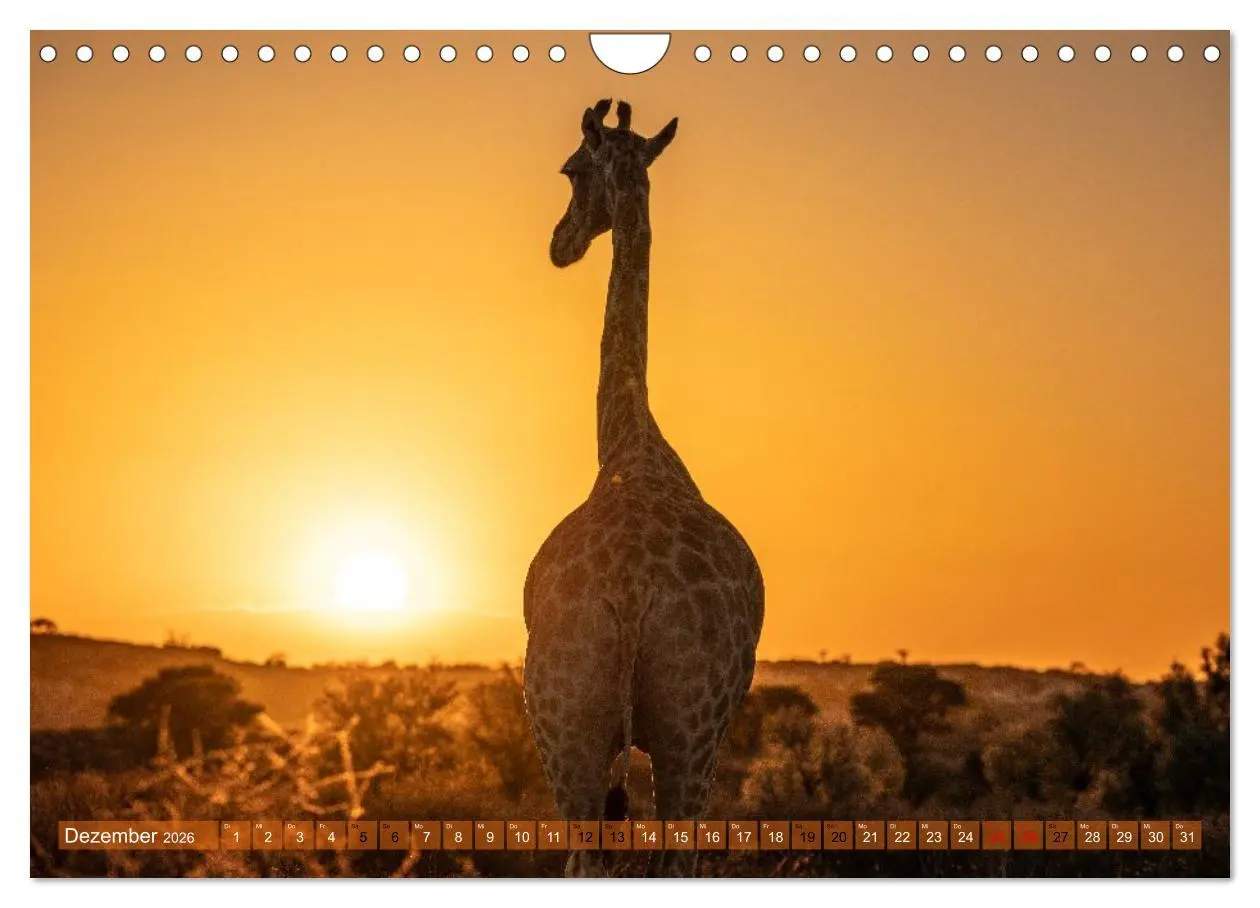 Bild: 9783516235302 | Das südliche Afrika 2026 (Wandkalender 2026 DIN A4 quer), CALVENDO...