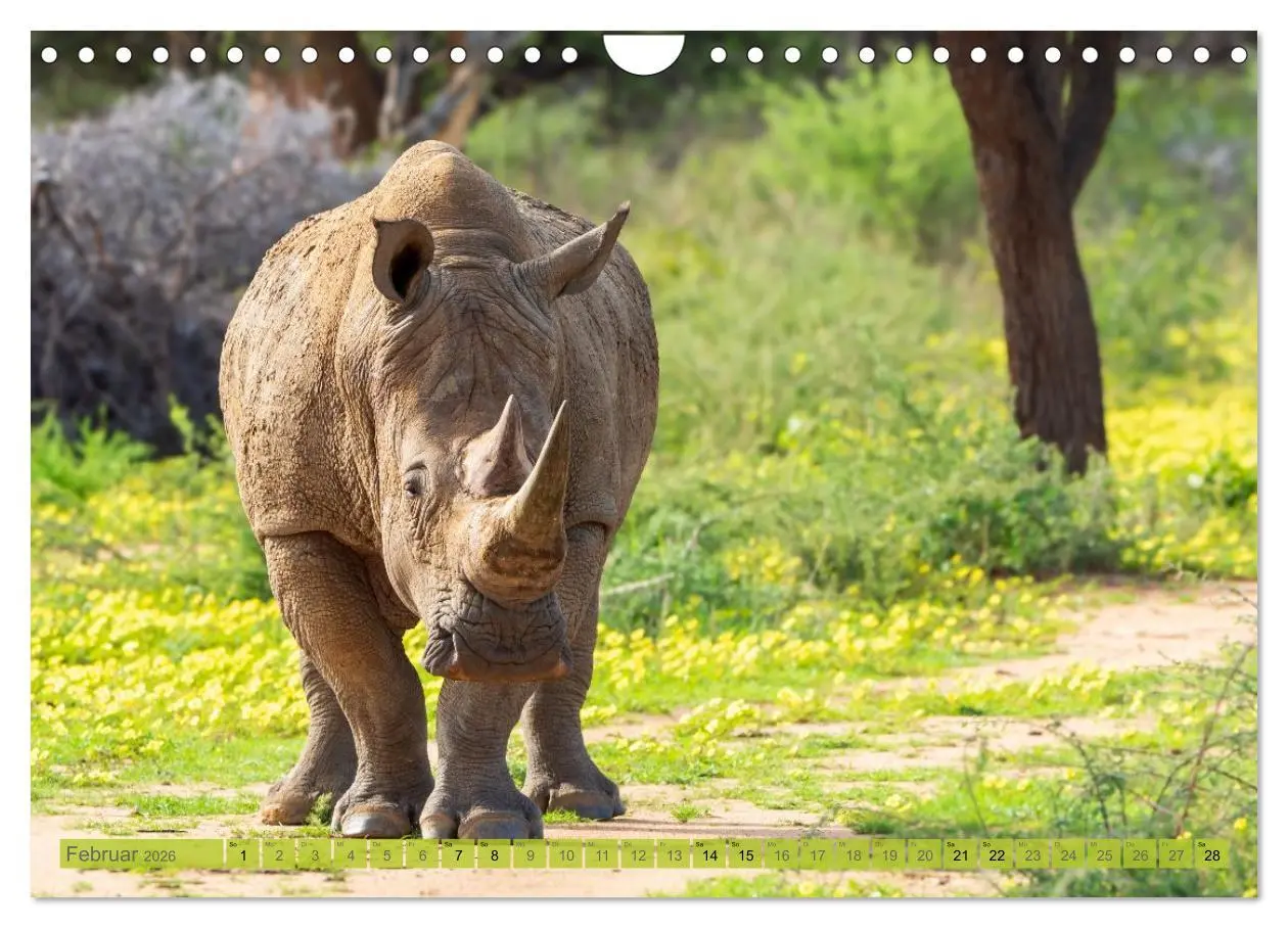 Bild: 9783516235302 | Das südliche Afrika 2026 (Wandkalender 2026 DIN A4 quer), CALVENDO...