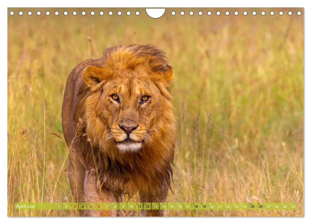 Bild: 9783516235302 | Das südliche Afrika 2026 (Wandkalender 2026 DIN A4 quer), CALVENDO...