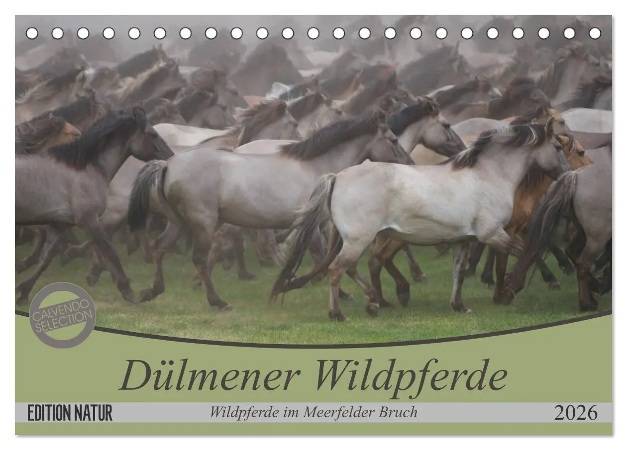 Cover: 9783457755402 | Dülmener Wildpferde - Wildpferde im Meerfelder Bruch (Tischkalender...
