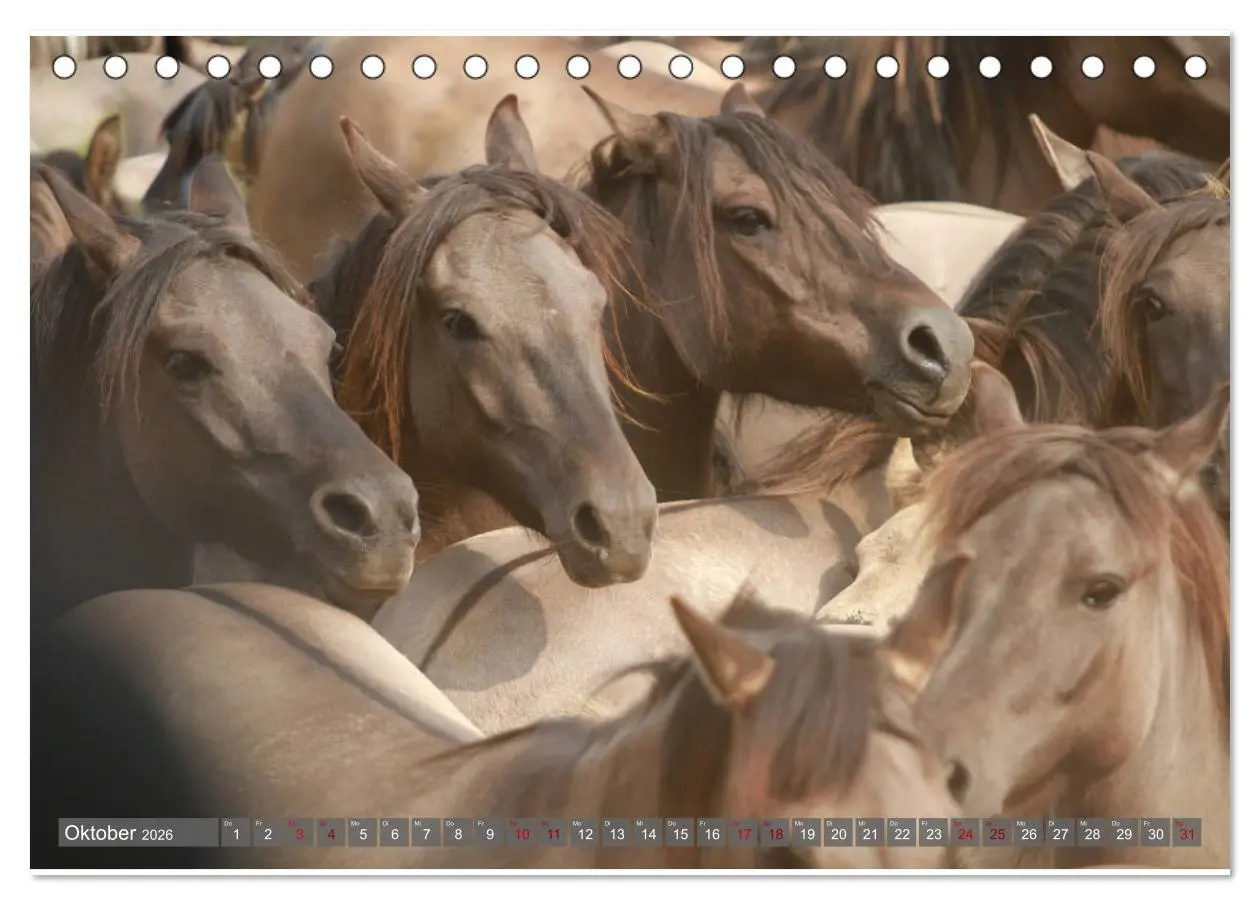 Bild: 9783457755402 | Dülmener Wildpferde - Wildpferde im Meerfelder Bruch (Tischkalender...