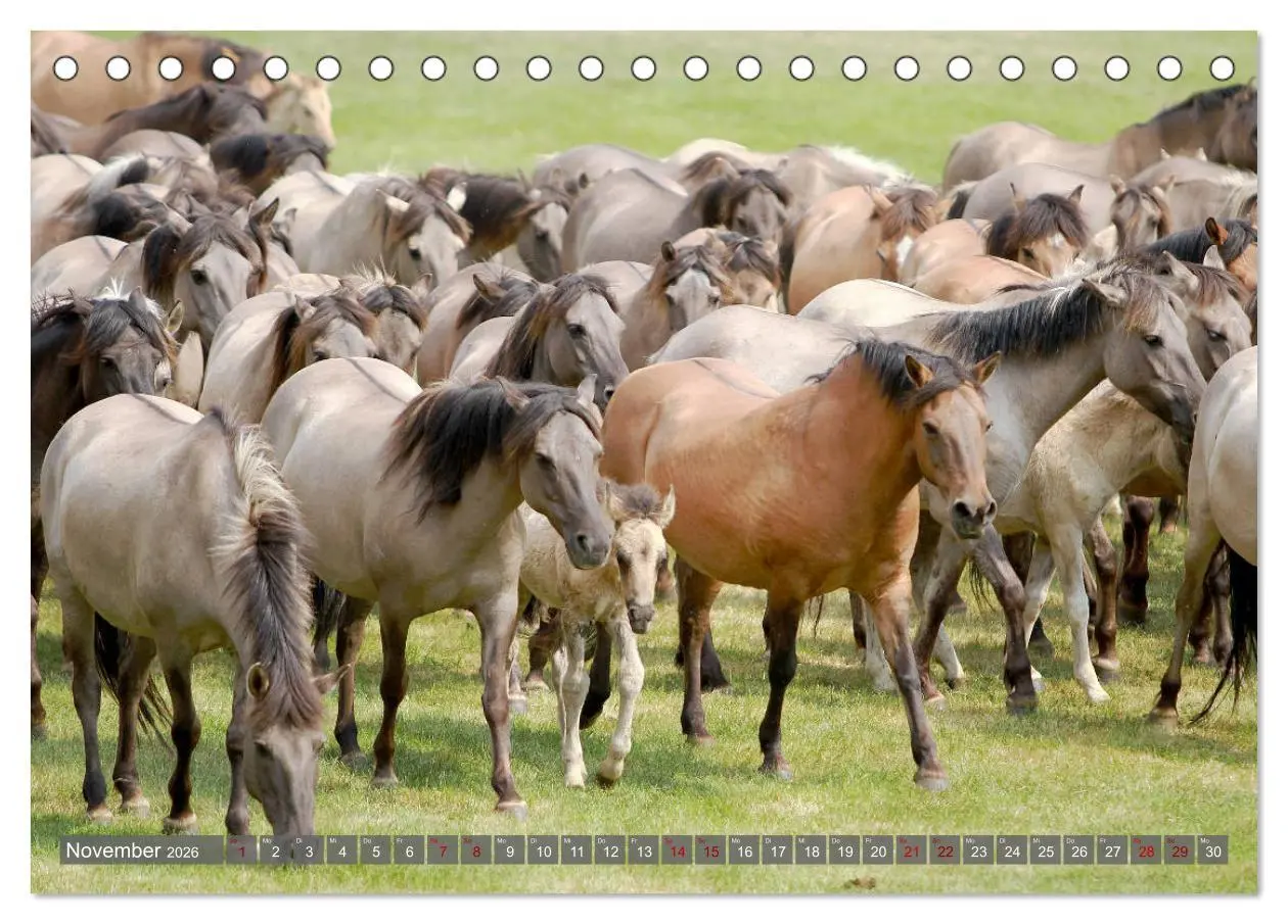 Bild: 9783457755402 | Dülmener Wildpferde - Wildpferde im Meerfelder Bruch (Tischkalender...