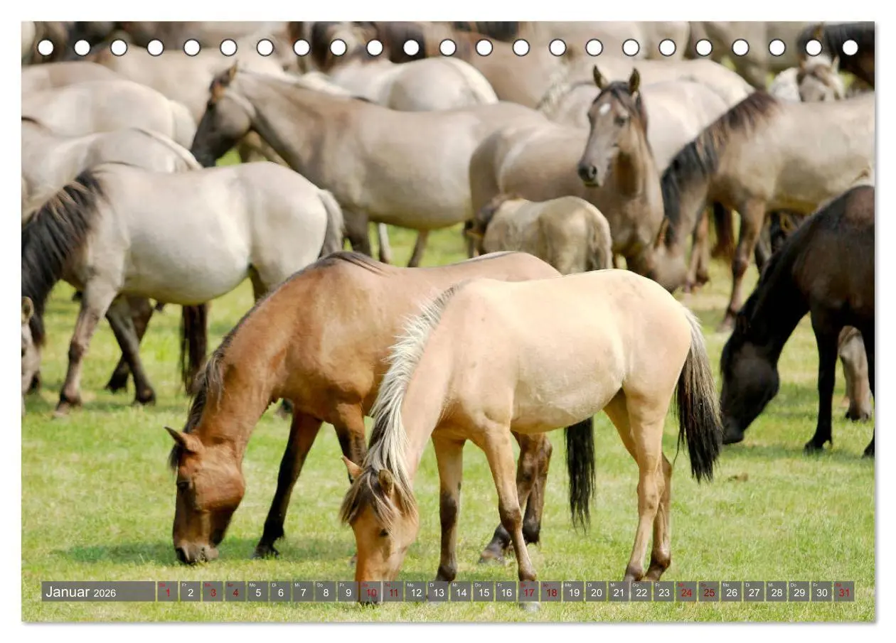 Bild: 9783457755402 | Dülmener Wildpferde - Wildpferde im Meerfelder Bruch (Tischkalender...