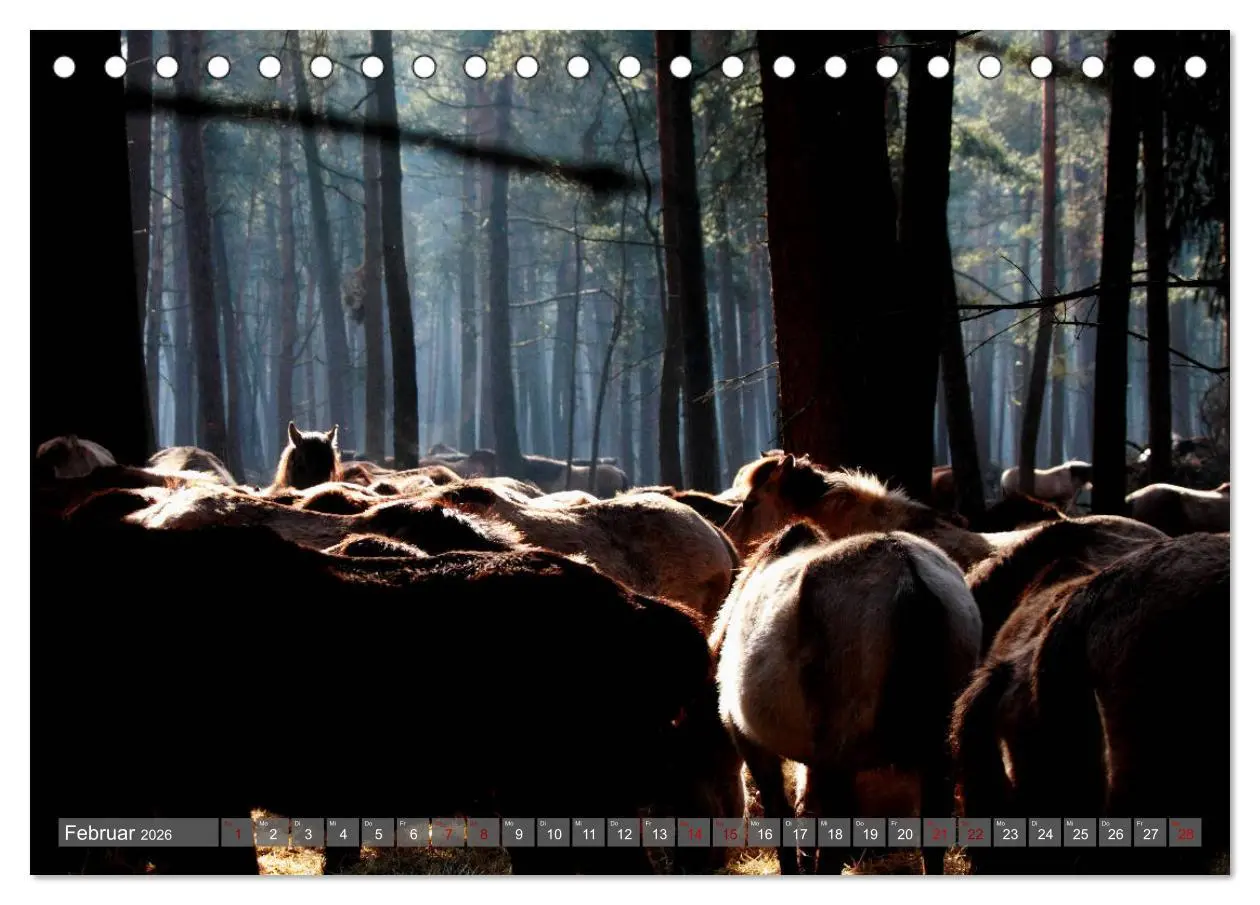 Bild: 9783457755402 | Dülmener Wildpferde - Wildpferde im Meerfelder Bruch (Tischkalender...