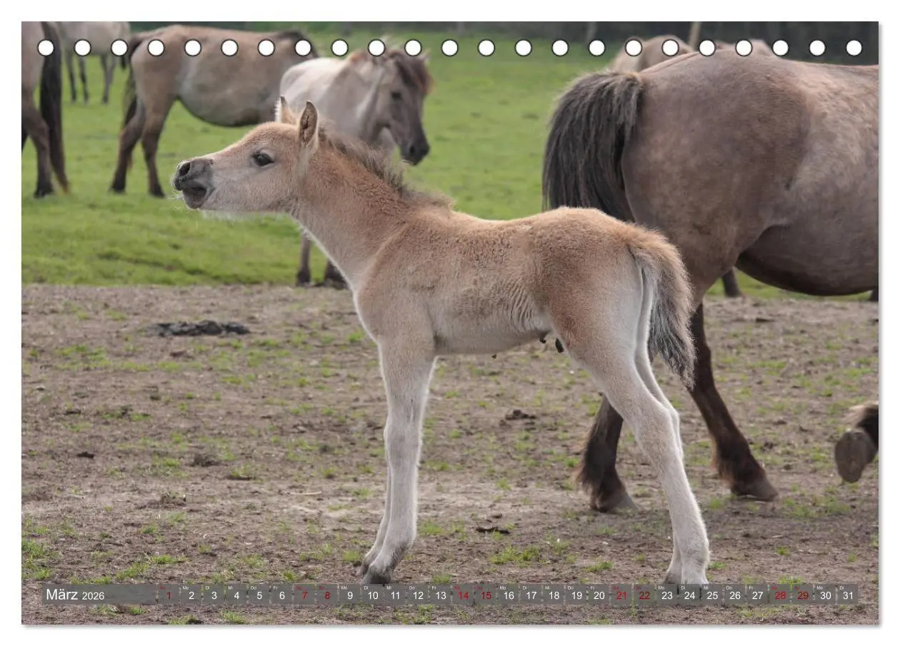 Bild: 9783457755402 | Dülmener Wildpferde - Wildpferde im Meerfelder Bruch (Tischkalender...