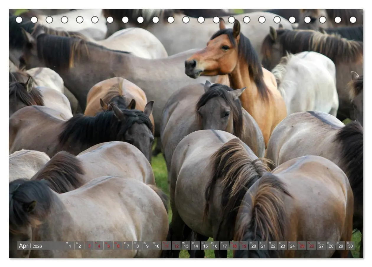Bild: 9783457755402 | Dülmener Wildpferde - Wildpferde im Meerfelder Bruch (Tischkalender...