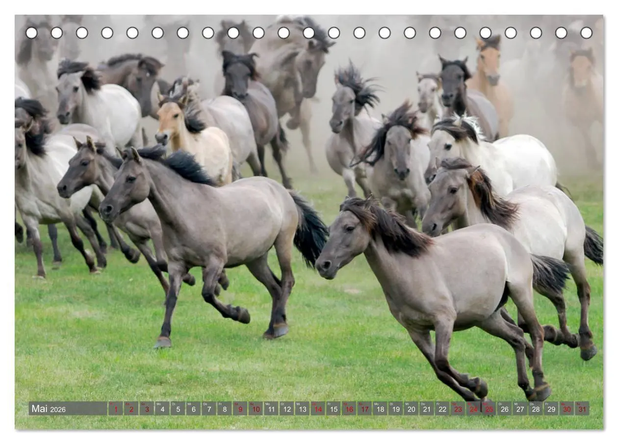 Bild: 9783457755402 | Dülmener Wildpferde - Wildpferde im Meerfelder Bruch (Tischkalender...