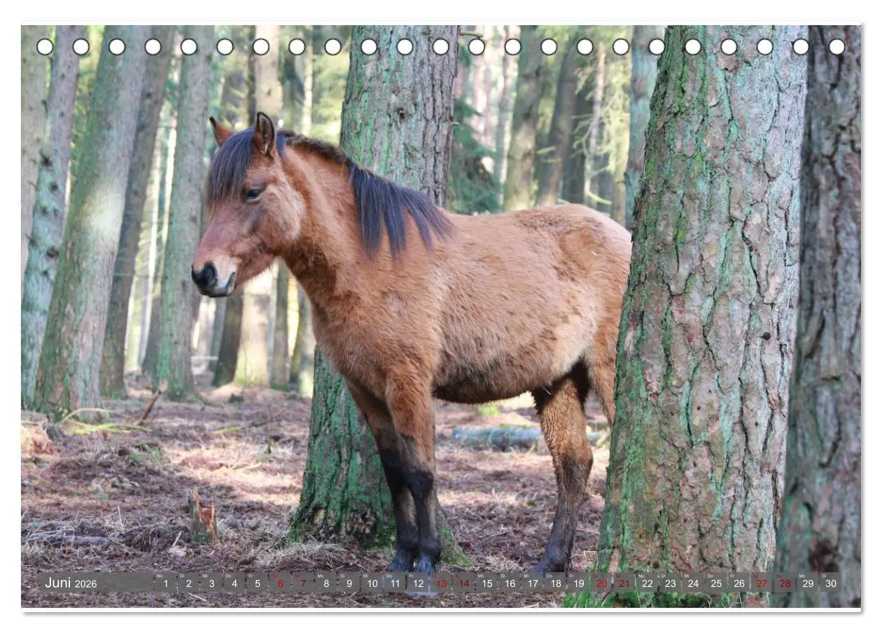 Bild: 9783457755402 | Dülmener Wildpferde - Wildpferde im Meerfelder Bruch (Tischkalender...
