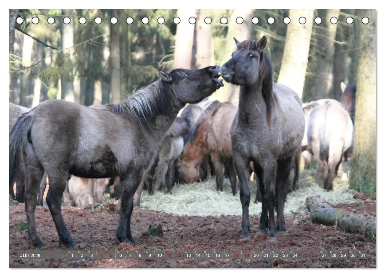 Bild: 9783457755402 | Dülmener Wildpferde - Wildpferde im Meerfelder Bruch (Tischkalender...
