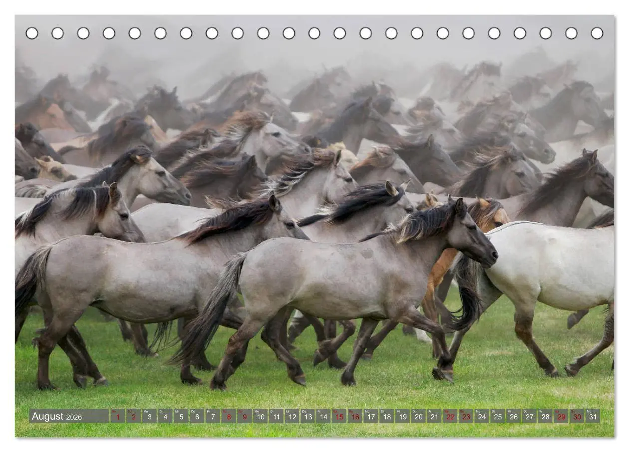 Bild: 9783457755402 | Dülmener Wildpferde - Wildpferde im Meerfelder Bruch (Tischkalender...