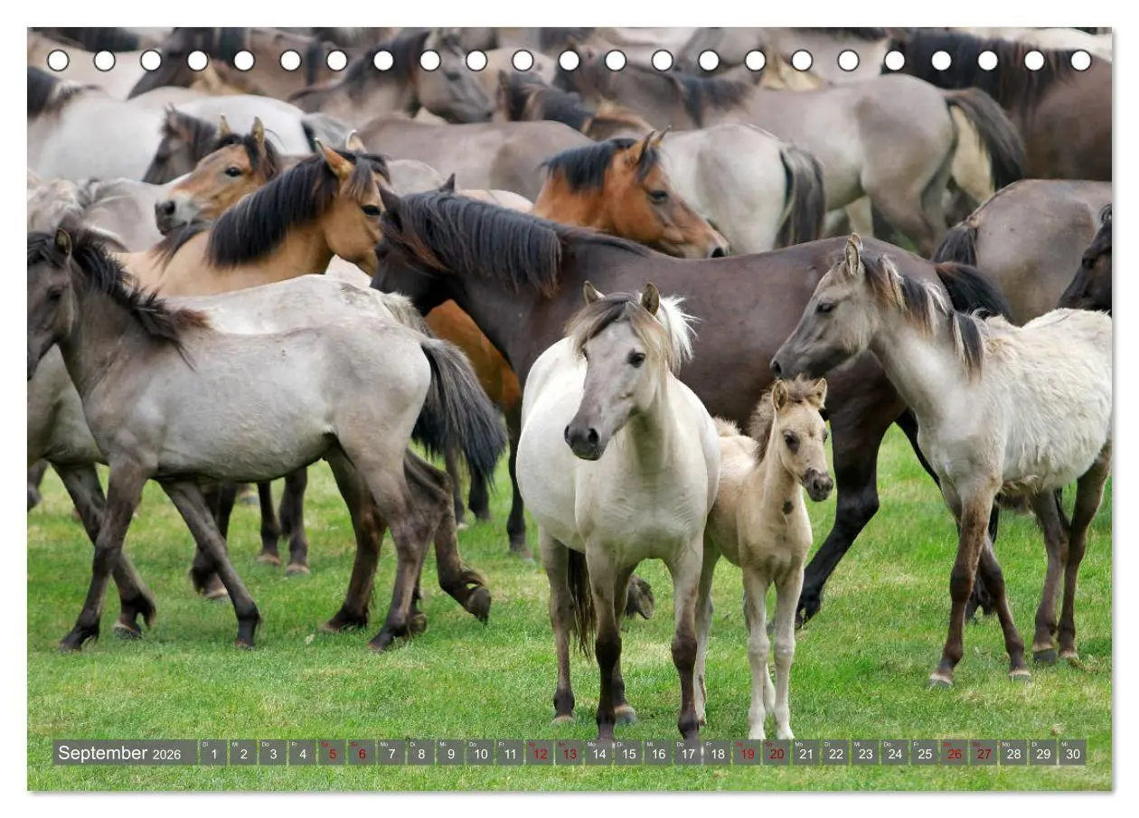 Bild: 9783457755402 | Dülmener Wildpferde - Wildpferde im Meerfelder Bruch (Tischkalender...