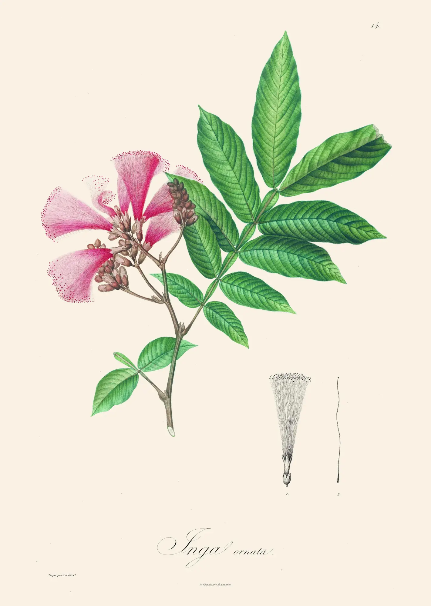 Bild: 9783791385402 | Alexander von Humboldt: Botanische Illustrationen. Posterbuch mit...