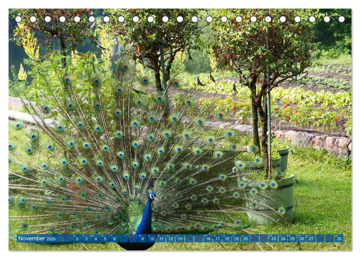 Bild: 9783457595602 | Die Pfaueninsel in Berlin (Tischkalender 2026 DIN A5 quer),...
