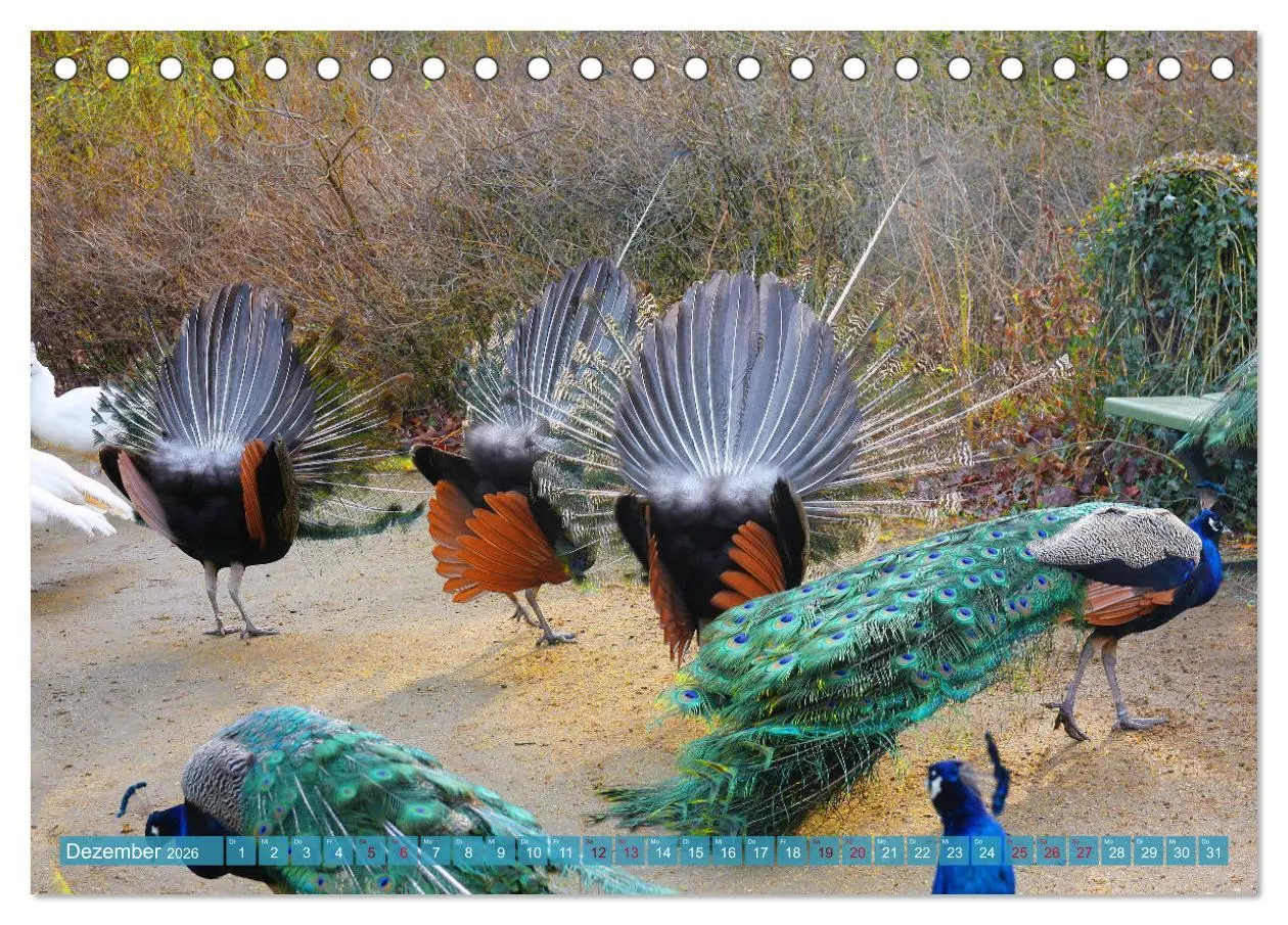 Bild: 9783457595602 | Die Pfaueninsel in Berlin (Tischkalender 2026 DIN A5 quer),...