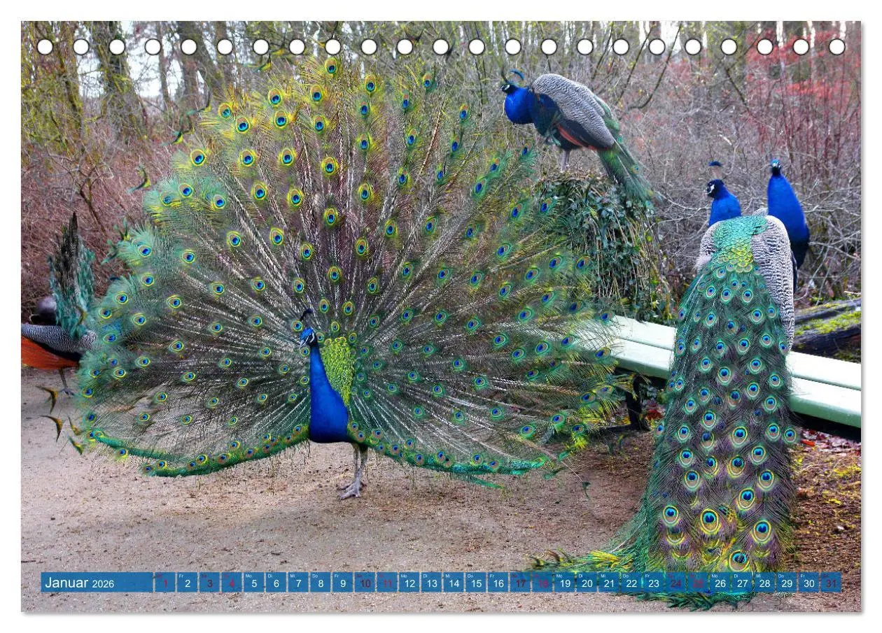 Bild: 9783457595602 | Die Pfaueninsel in Berlin (Tischkalender 2026 DIN A5 quer),...
