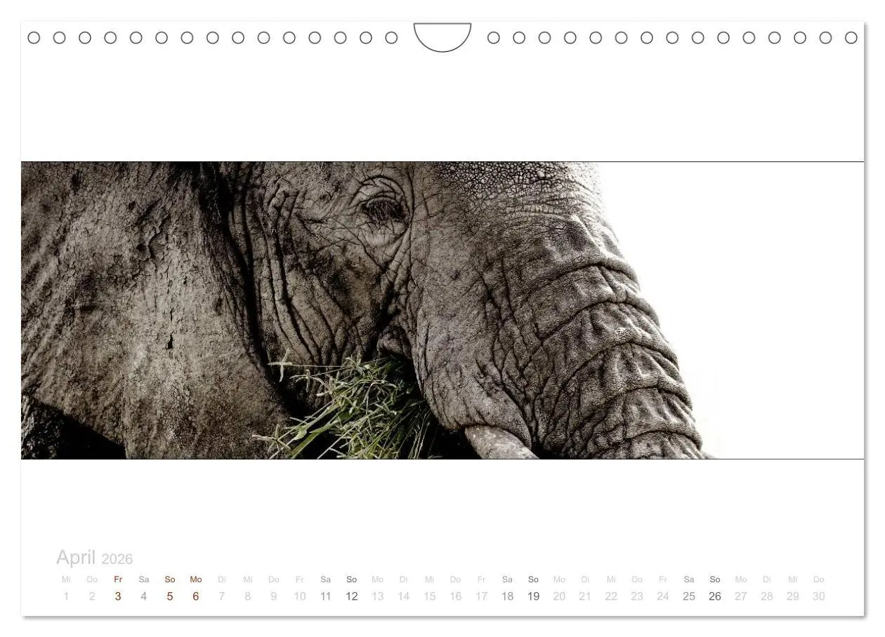 Bild: 9783516125702 | Serengeti Panorama (Wandkalender 2026 DIN A4 quer), CALVENDO...