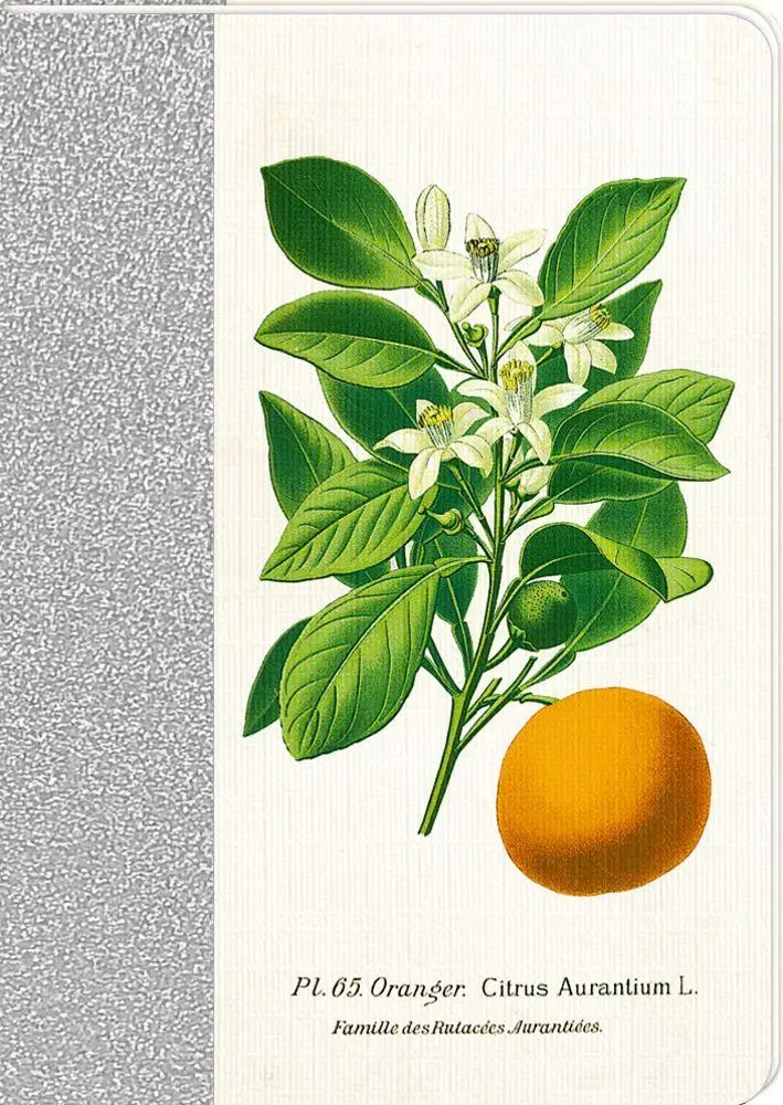 Bild: 4050003725802 | Notizhefte DIN A6 | Sammlung Augustina | Blankobuch/Tagebuch | 48 S.