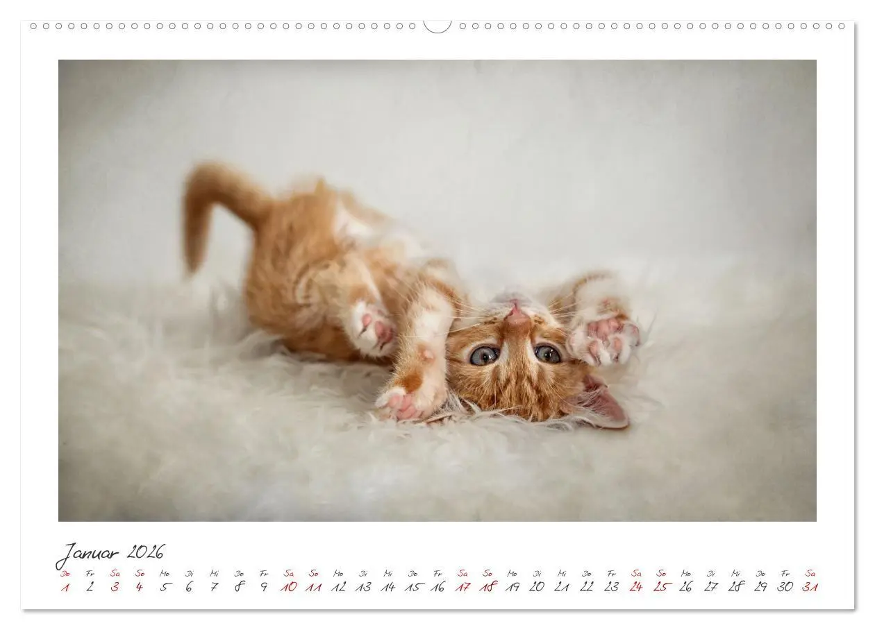 Bild: 9783457255902 | Zauberhafte rote Kätzchen (Wandkalender 2026 DIN A2 quer), CALVENDO...