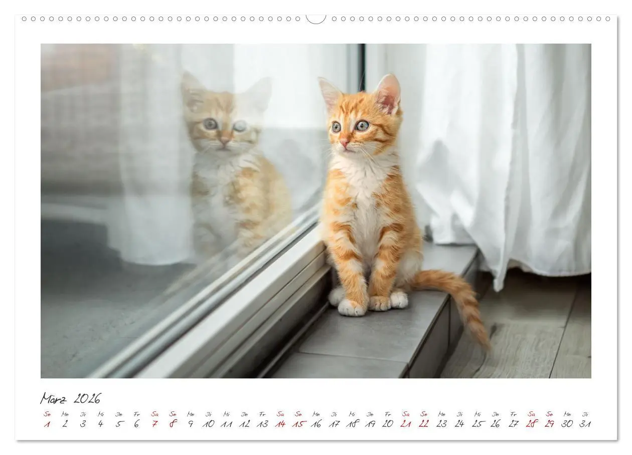 Bild: 9783457255902 | Zauberhafte rote Kätzchen (Wandkalender 2026 DIN A2 quer), CALVENDO...