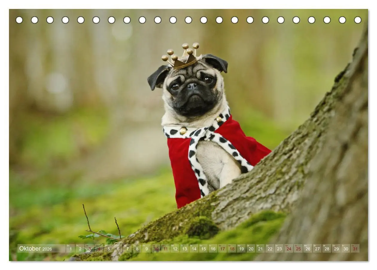 Bild: 9783457766002 | Lustige Möpse aus der Hundeknipserei (Tischkalender 2026 DIN A5...