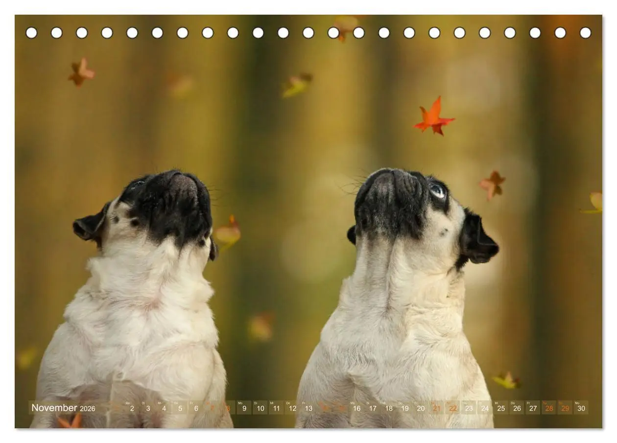 Bild: 9783457766002 | Lustige Möpse aus der Hundeknipserei (Tischkalender 2026 DIN A5...