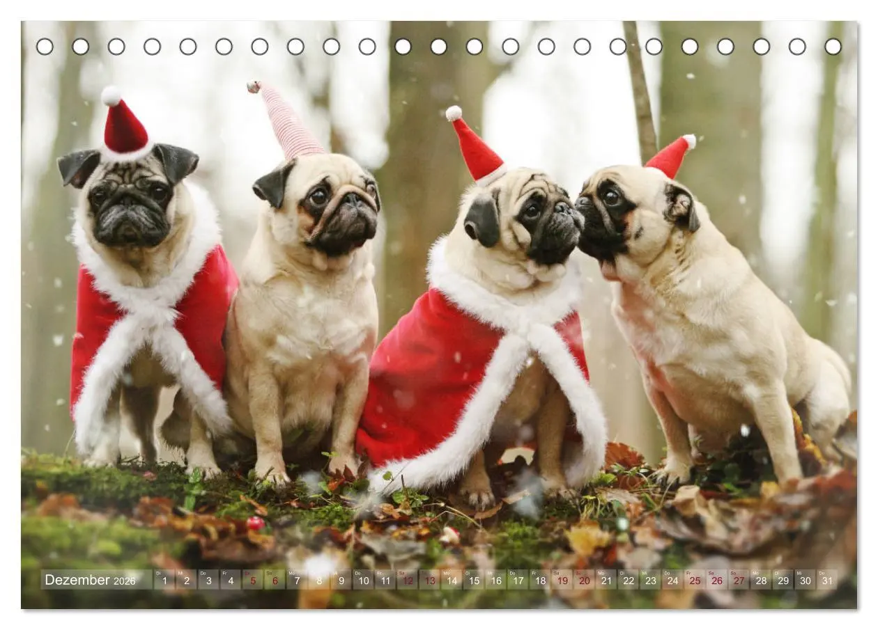 Bild: 9783457766002 | Lustige Möpse aus der Hundeknipserei (Tischkalender 2026 DIN A5...