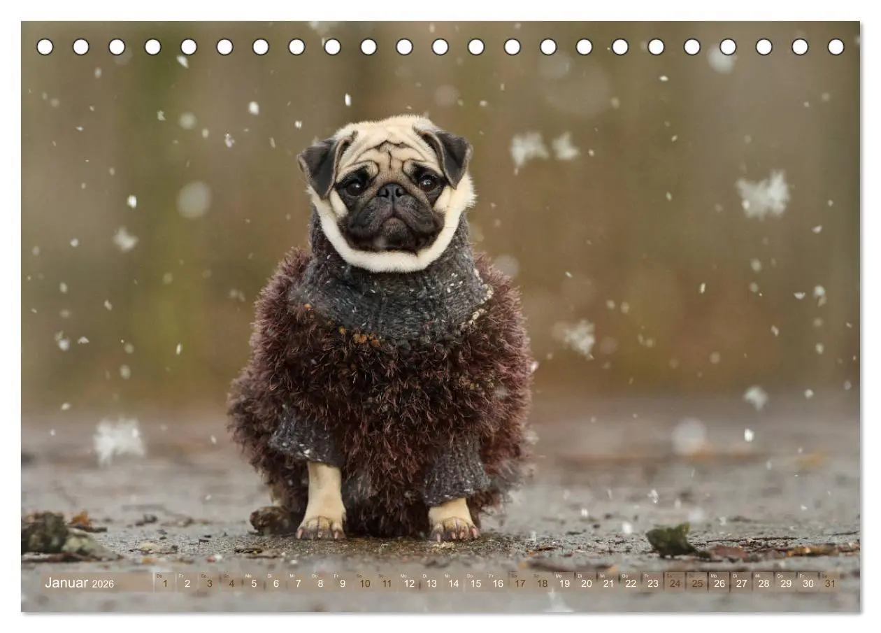 Bild: 9783457766002 | Lustige Möpse aus der Hundeknipserei (Tischkalender 2026 DIN A5...