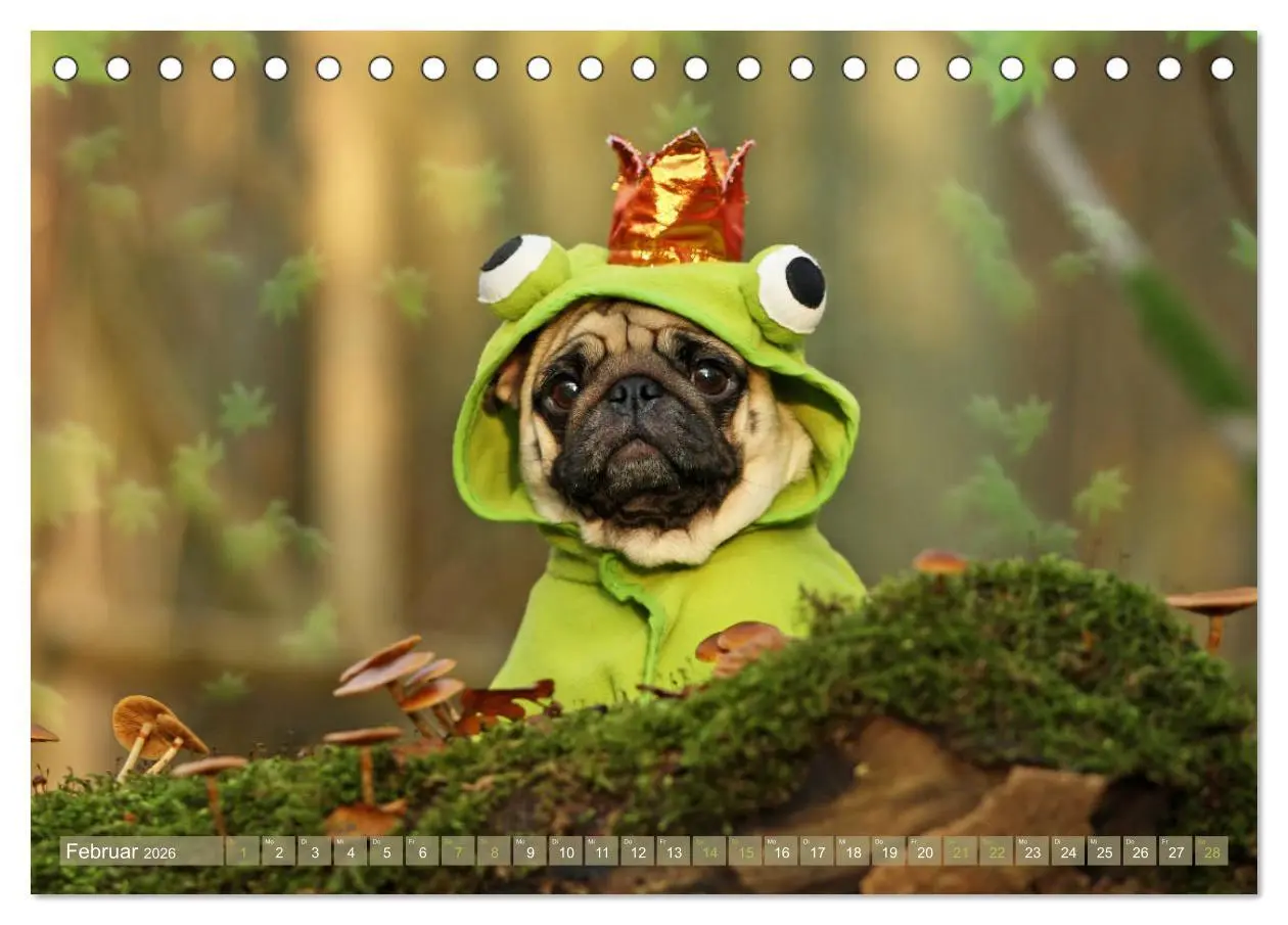 Bild: 9783457766002 | Lustige Möpse aus der Hundeknipserei (Tischkalender 2026 DIN A5...