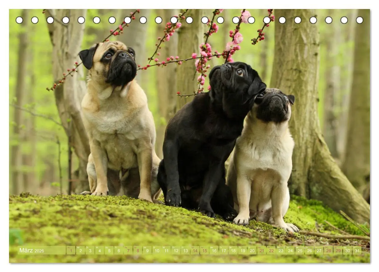 Bild: 9783457766002 | Lustige Möpse aus der Hundeknipserei (Tischkalender 2026 DIN A5...