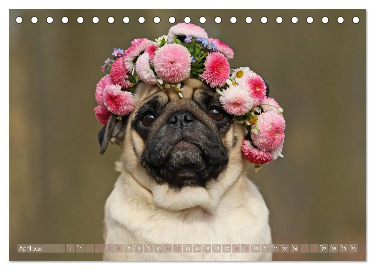 Bild: 9783457766002 | Lustige Möpse aus der Hundeknipserei (Tischkalender 2026 DIN A5...