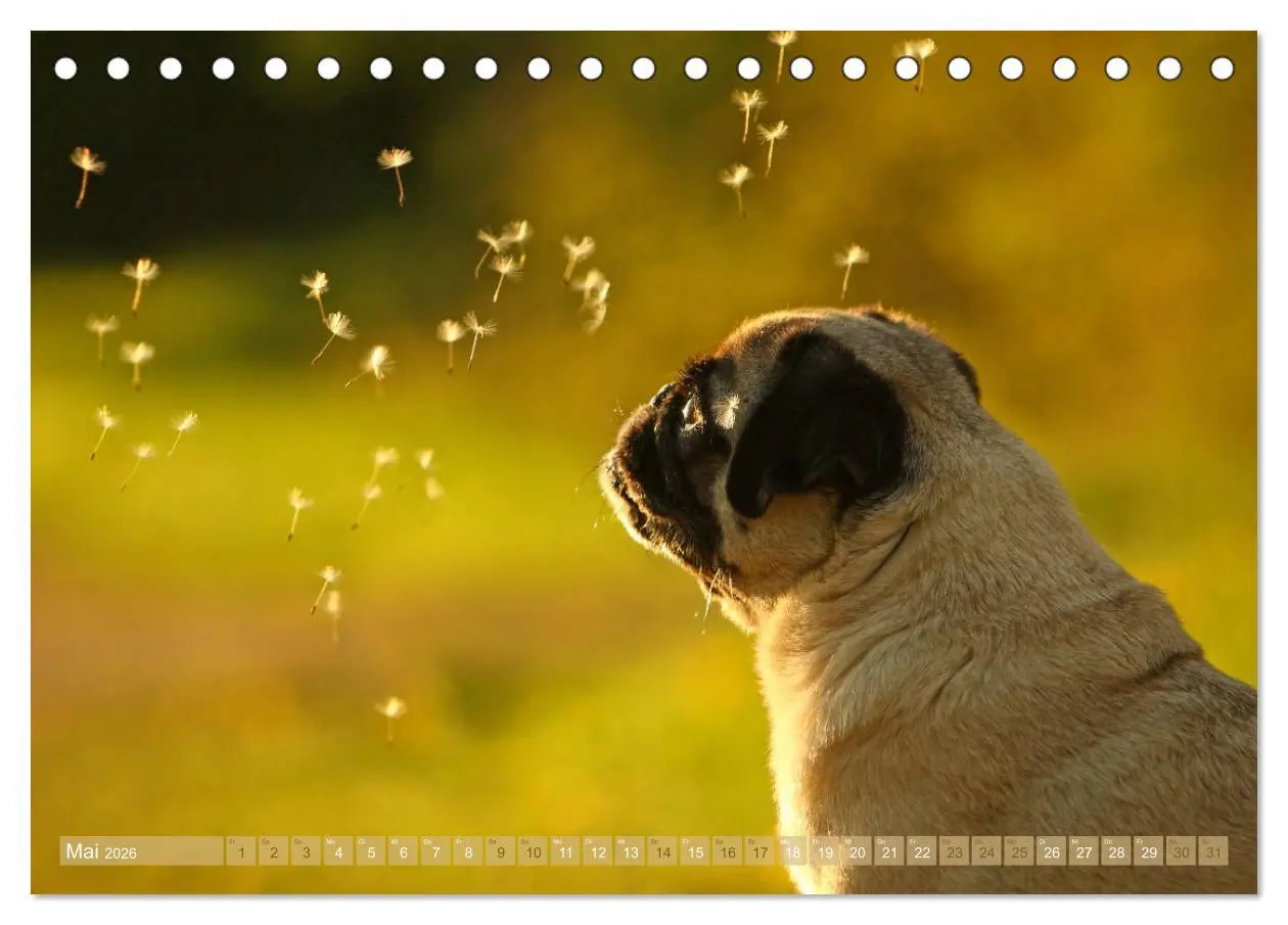 Bild: 9783457766002 | Lustige Möpse aus der Hundeknipserei (Tischkalender 2026 DIN A5...