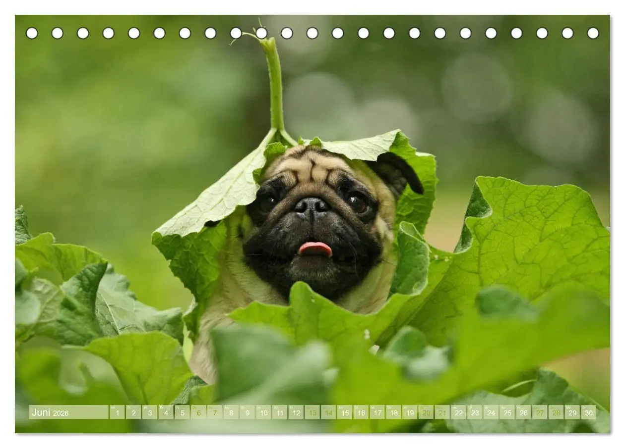 Bild: 9783457766002 | Lustige Möpse aus der Hundeknipserei (Tischkalender 2026 DIN A5...