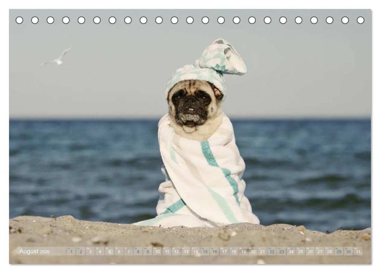 Bild: 9783457766002 | Lustige Möpse aus der Hundeknipserei (Tischkalender 2026 DIN A5...