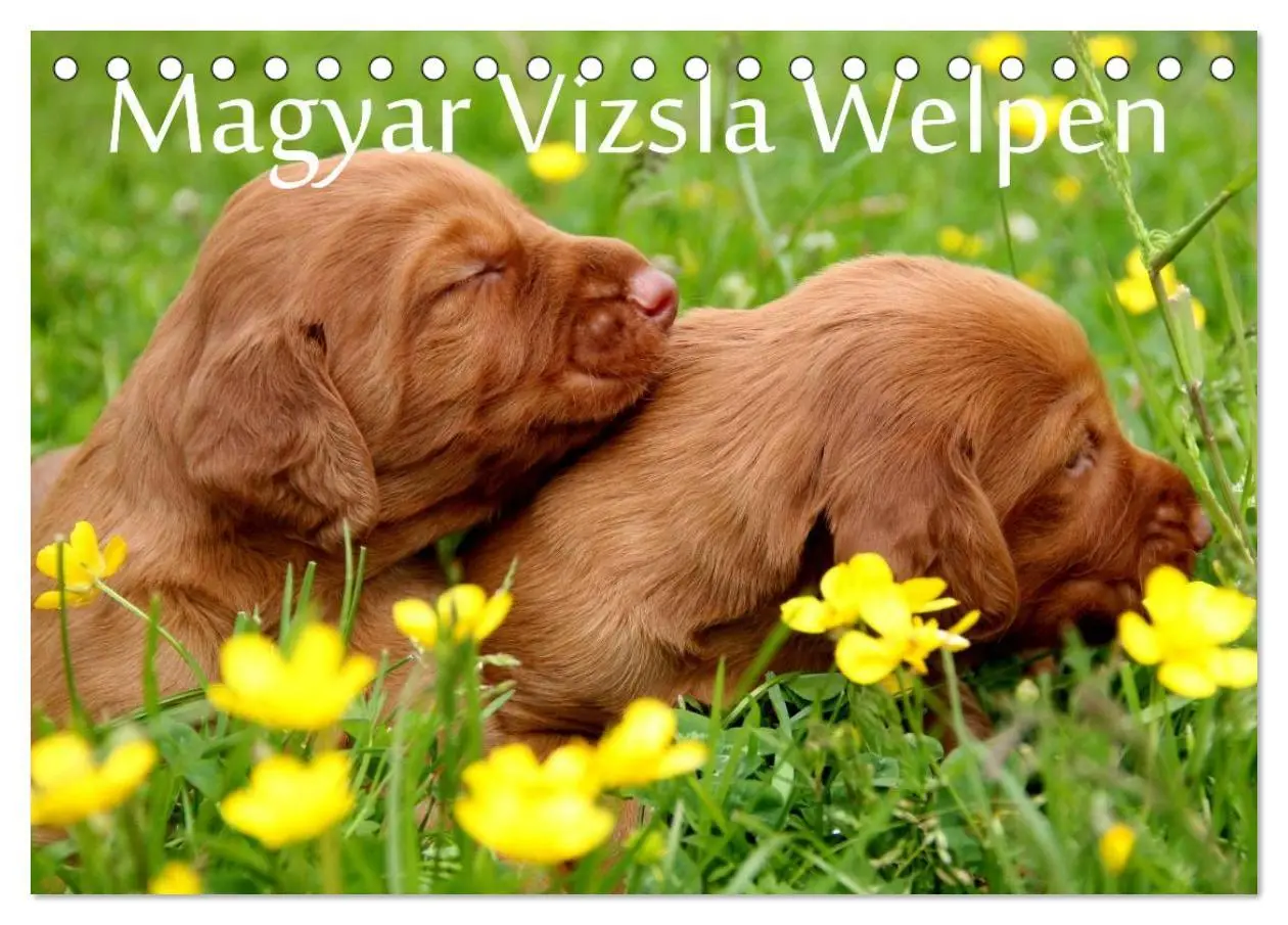 Cover: 9783516166002 | Magyar Vizsla Welpen (Tischkalender 2026 DIN A5 quer), CALVENDO...