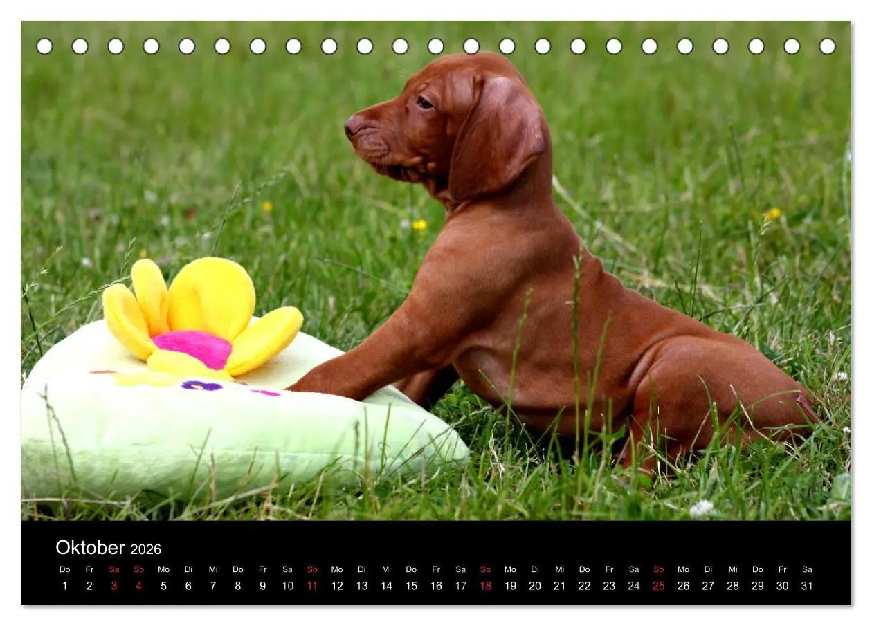Bild: 9783516166002 | Magyar Vizsla Welpen (Tischkalender 2026 DIN A5 quer), CALVENDO...