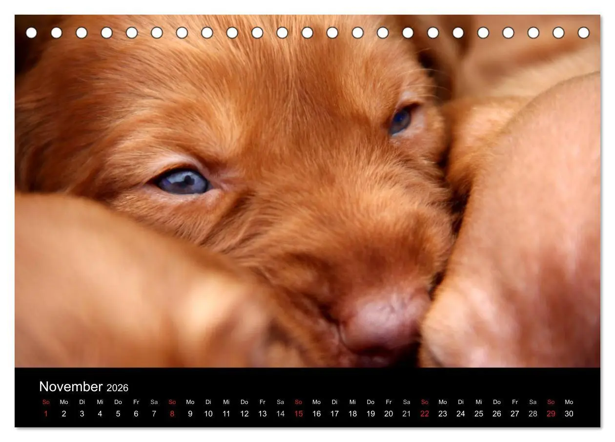 Bild: 9783516166002 | Magyar Vizsla Welpen (Tischkalender 2026 DIN A5 quer), CALVENDO...