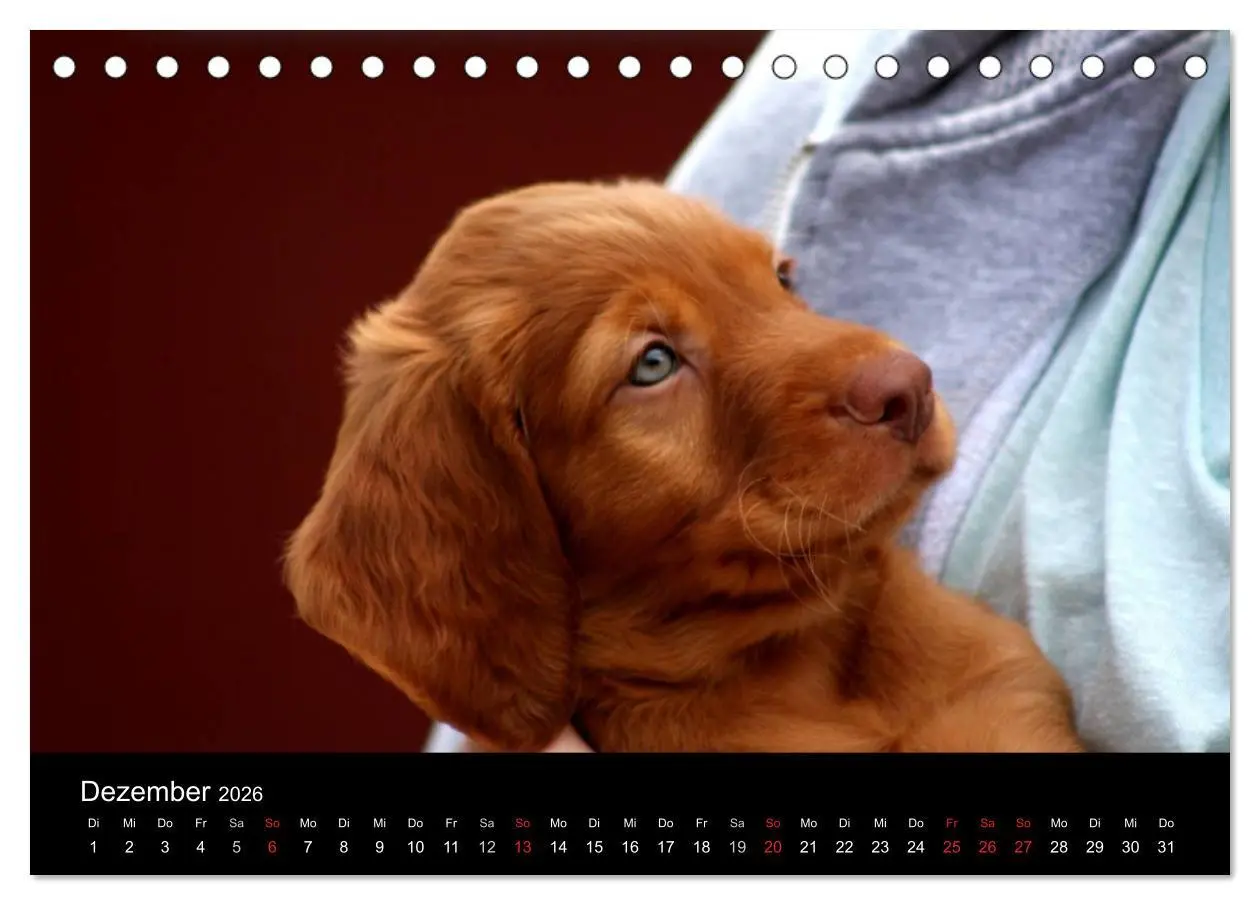 Bild: 9783516166002 | Magyar Vizsla Welpen (Tischkalender 2026 DIN A5 quer), CALVENDO...