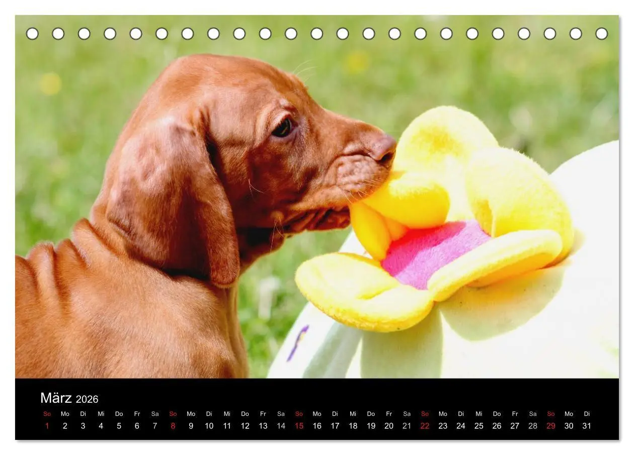 Bild: 9783516166002 | Magyar Vizsla Welpen (Tischkalender 2026 DIN A5 quer), CALVENDO...