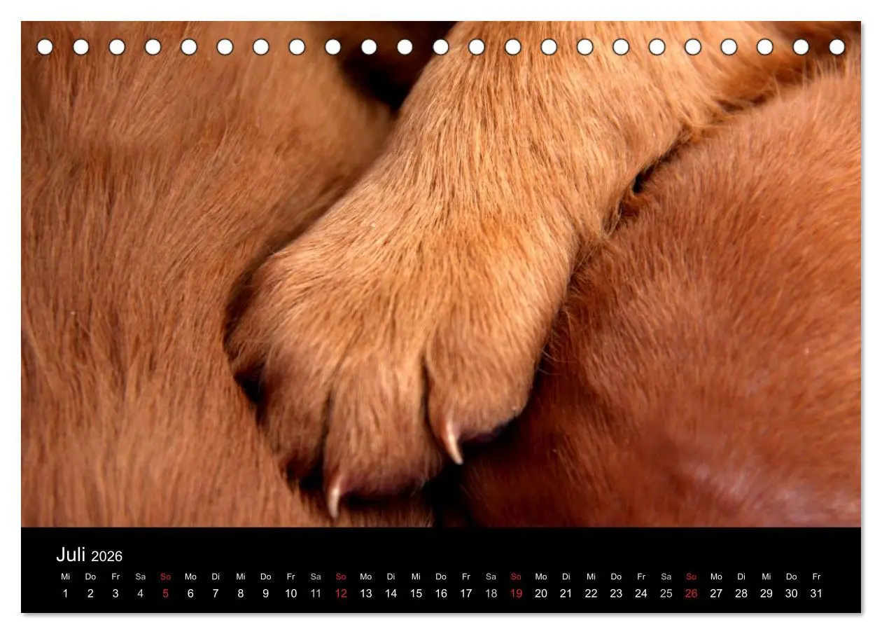Bild: 9783516166002 | Magyar Vizsla Welpen (Tischkalender 2026 DIN A5 quer), CALVENDO...
