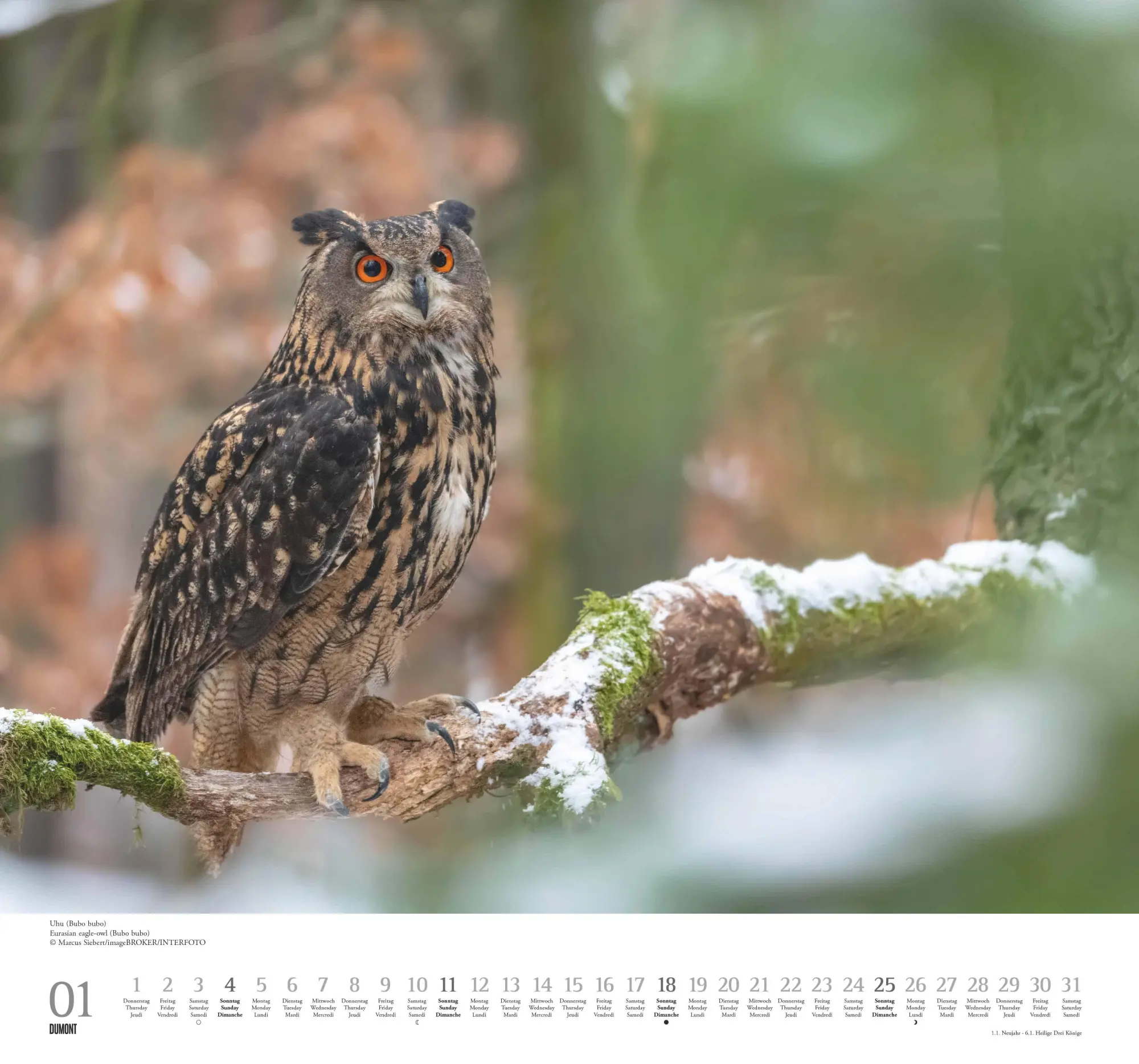 Bild: 4069095006102 | Geliebte Eulen 2026 - DUMONT Wandkalender - mit den wichtigsten...