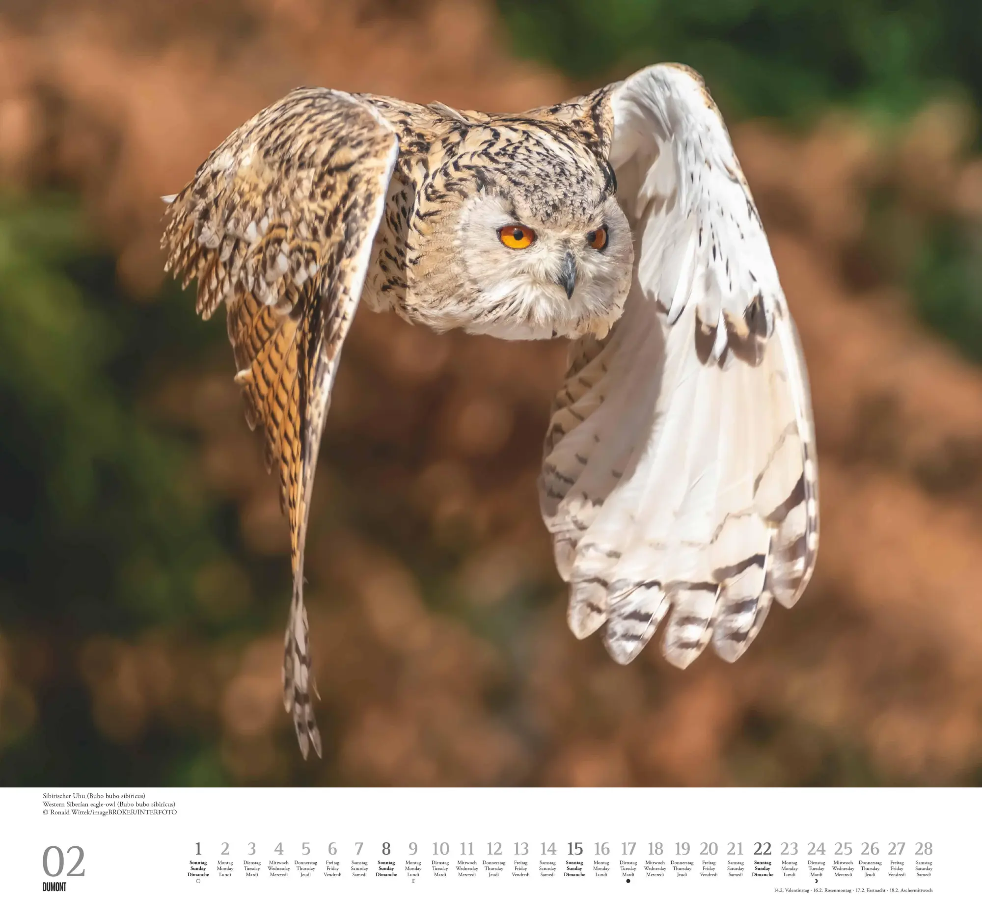Bild: 4069095006102 | Geliebte Eulen 2026 - DUMONT Wandkalender - mit den wichtigsten...