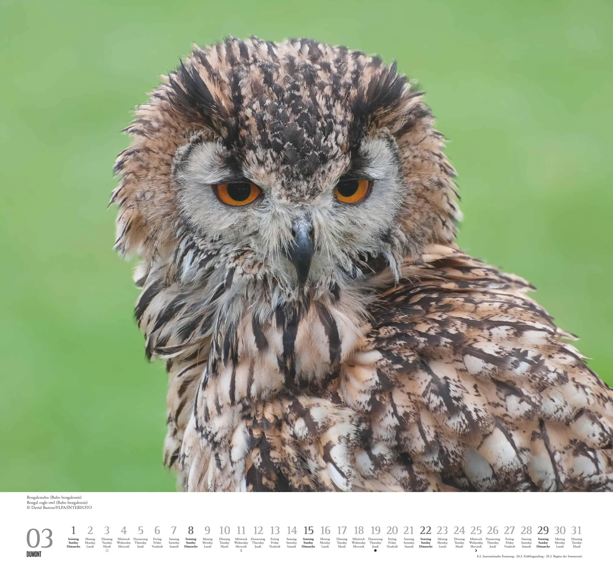 Bild: 4069095006102 | Geliebte Eulen 2026 - DUMONT Wandkalender - mit den wichtigsten...