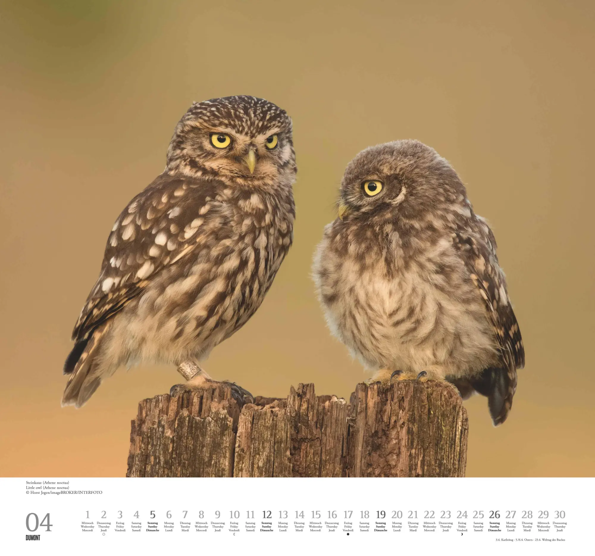 Bild: 4069095006102 | Geliebte Eulen 2026 - DUMONT Wandkalender - mit den wichtigsten...