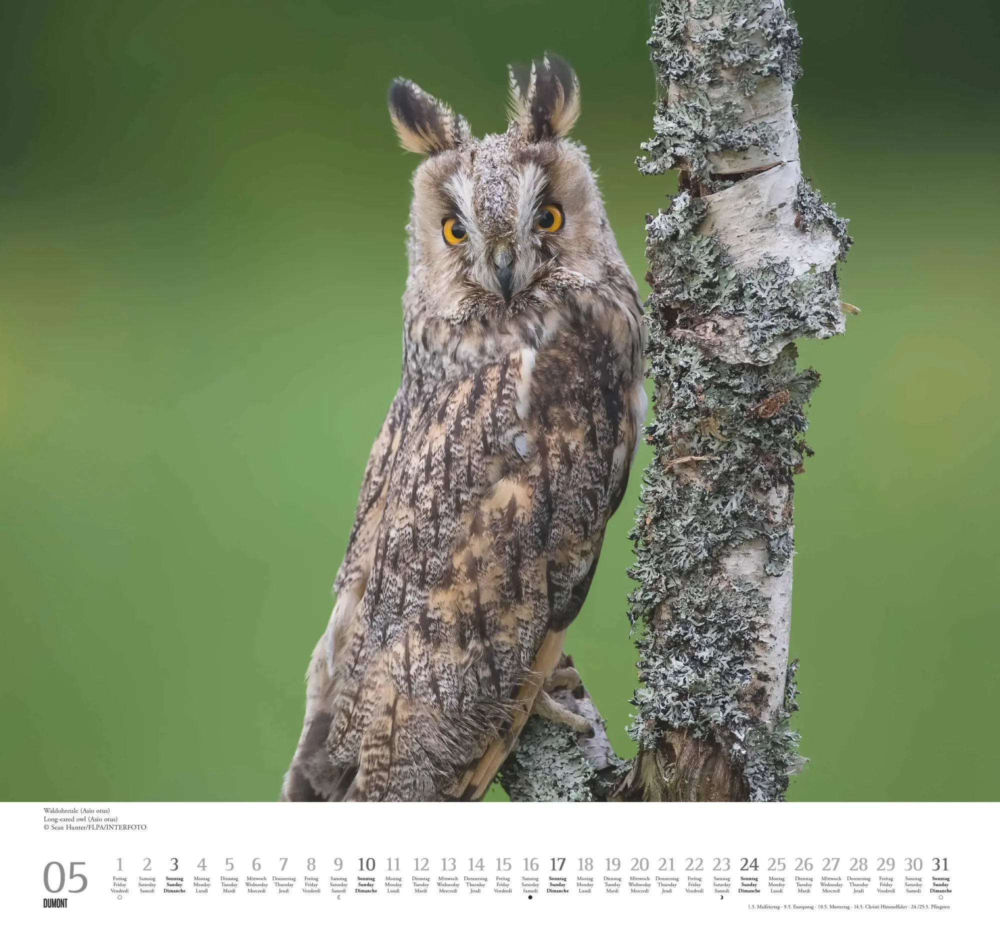 Bild: 4069095006102 | Geliebte Eulen 2026 - DUMONT Wandkalender - mit den wichtigsten...