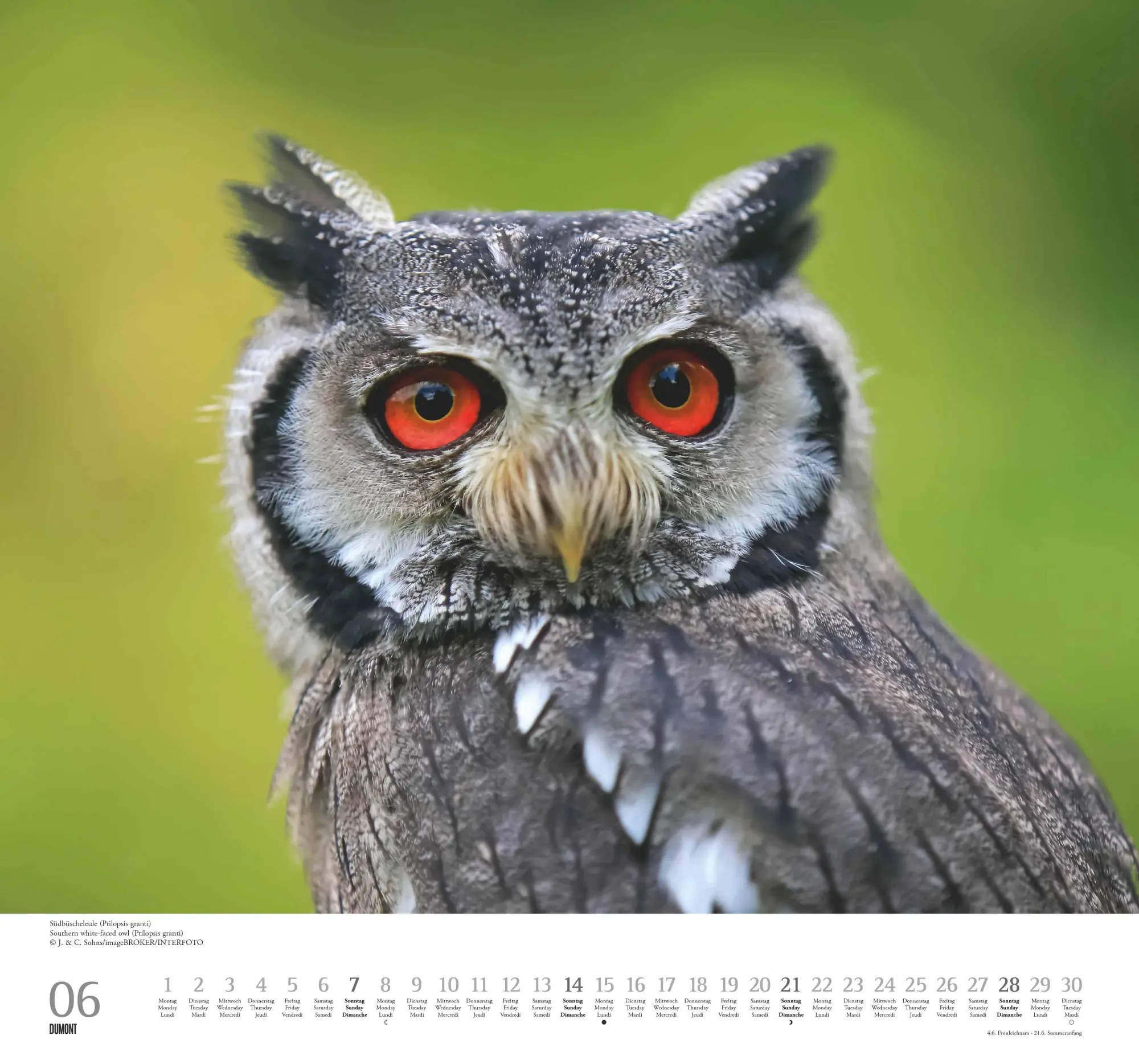 Bild: 4069095006102 | Geliebte Eulen 2026 - DUMONT Wandkalender - mit den wichtigsten...