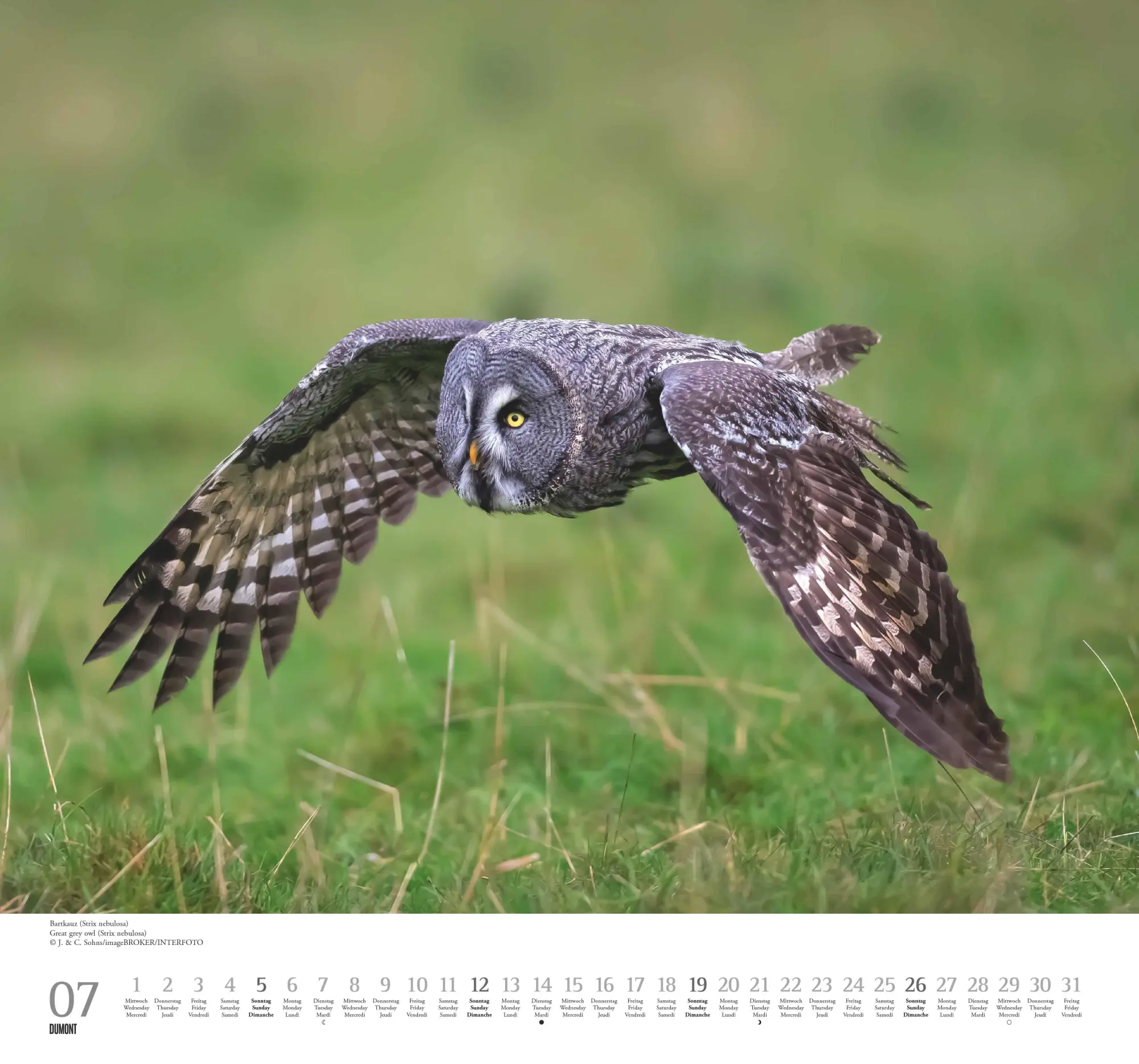 Bild: 4069095006102 | Geliebte Eulen 2026 - DUMONT Wandkalender - mit den wichtigsten...